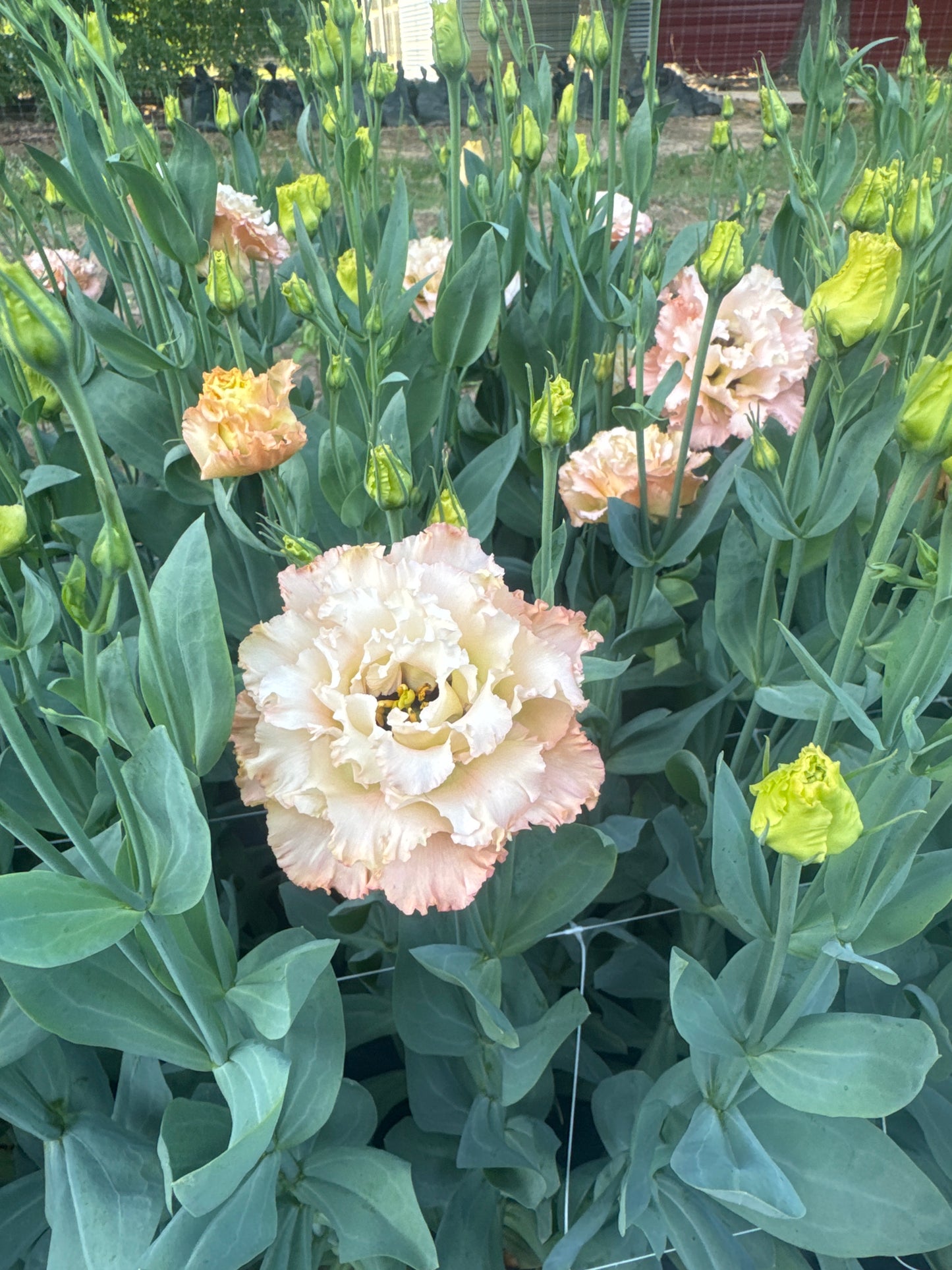 Lisianthus- Voyage Apricot (wk26)