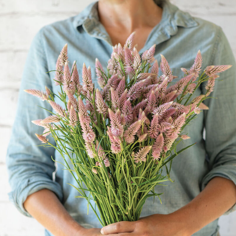Celosia- Flamingo Feather