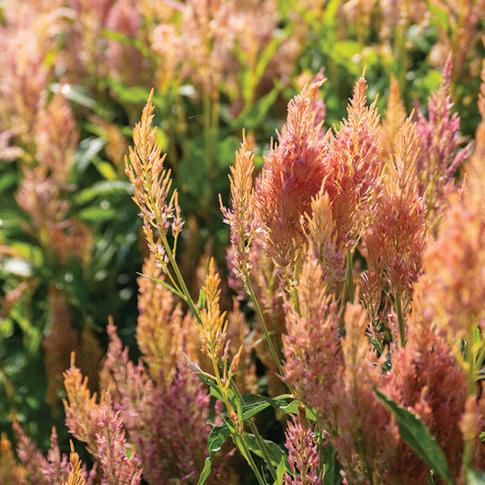 Celosia- Shimmer