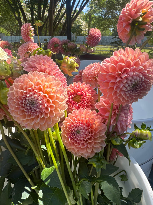 Dahlia- Linda’s Baby (wk32)