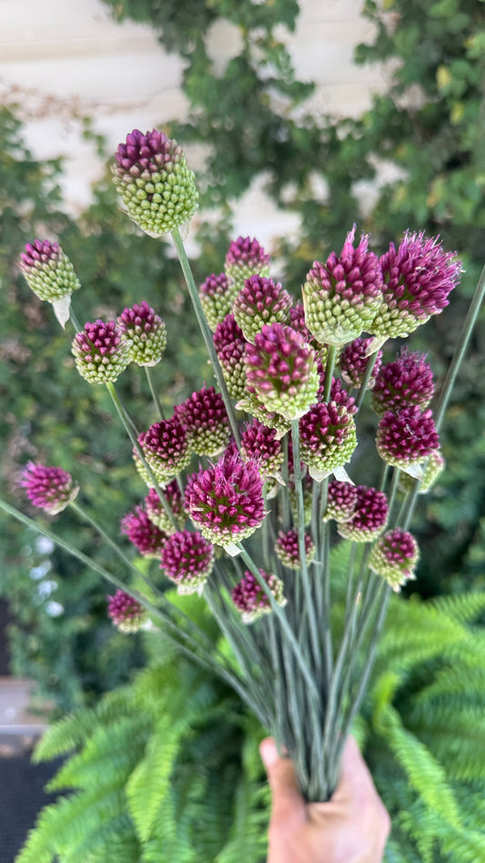 Allium- Drumstick