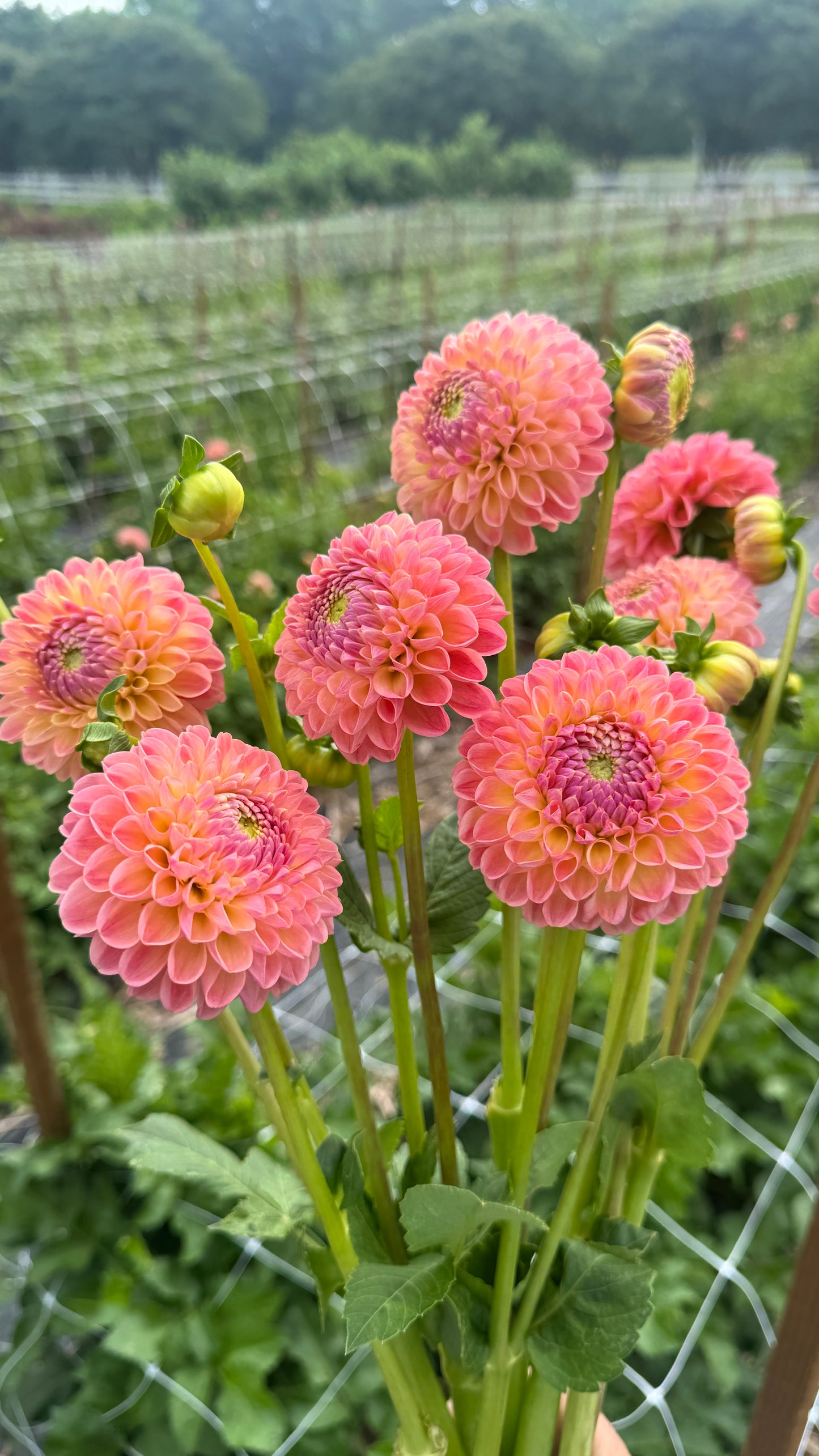 Dahlia- LATE (wk30)
