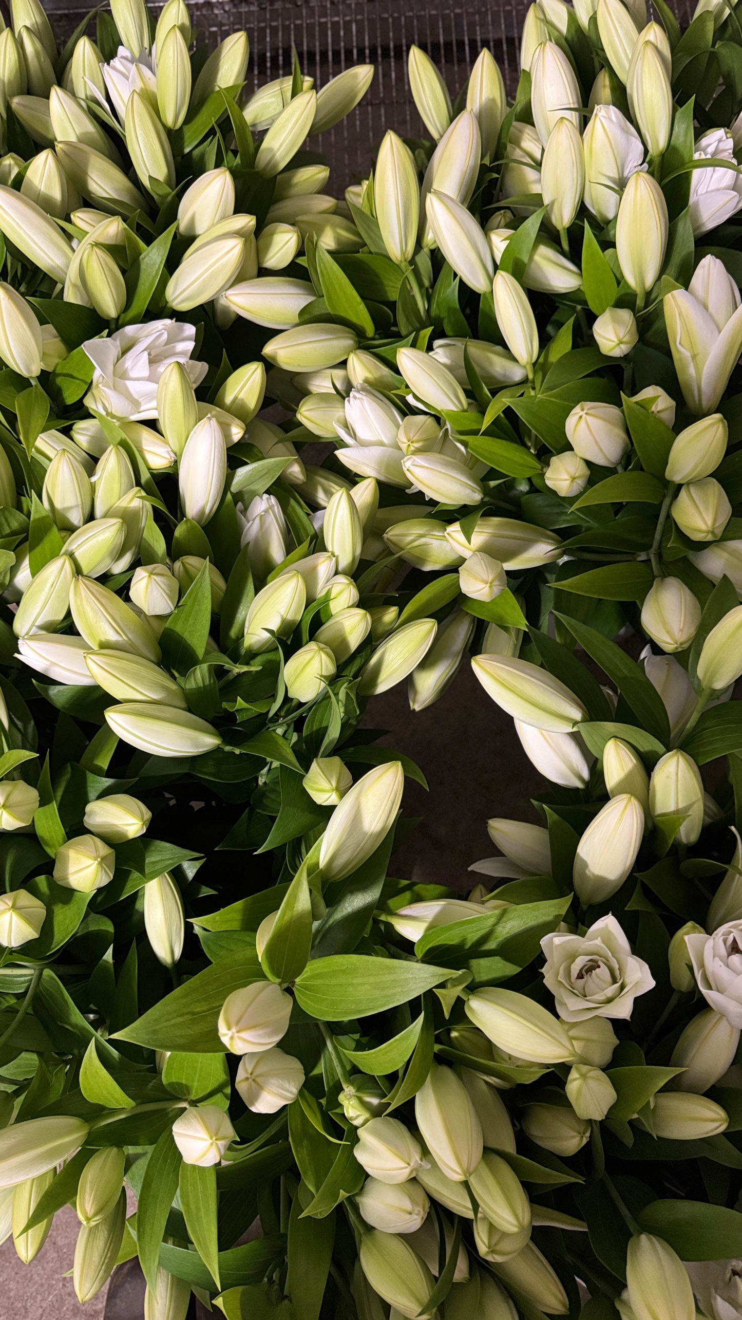 Double Oriental Lily- White (wk24)