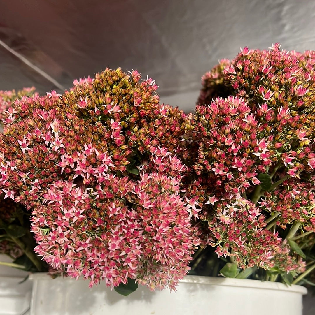 Sedum- Pink/Blush