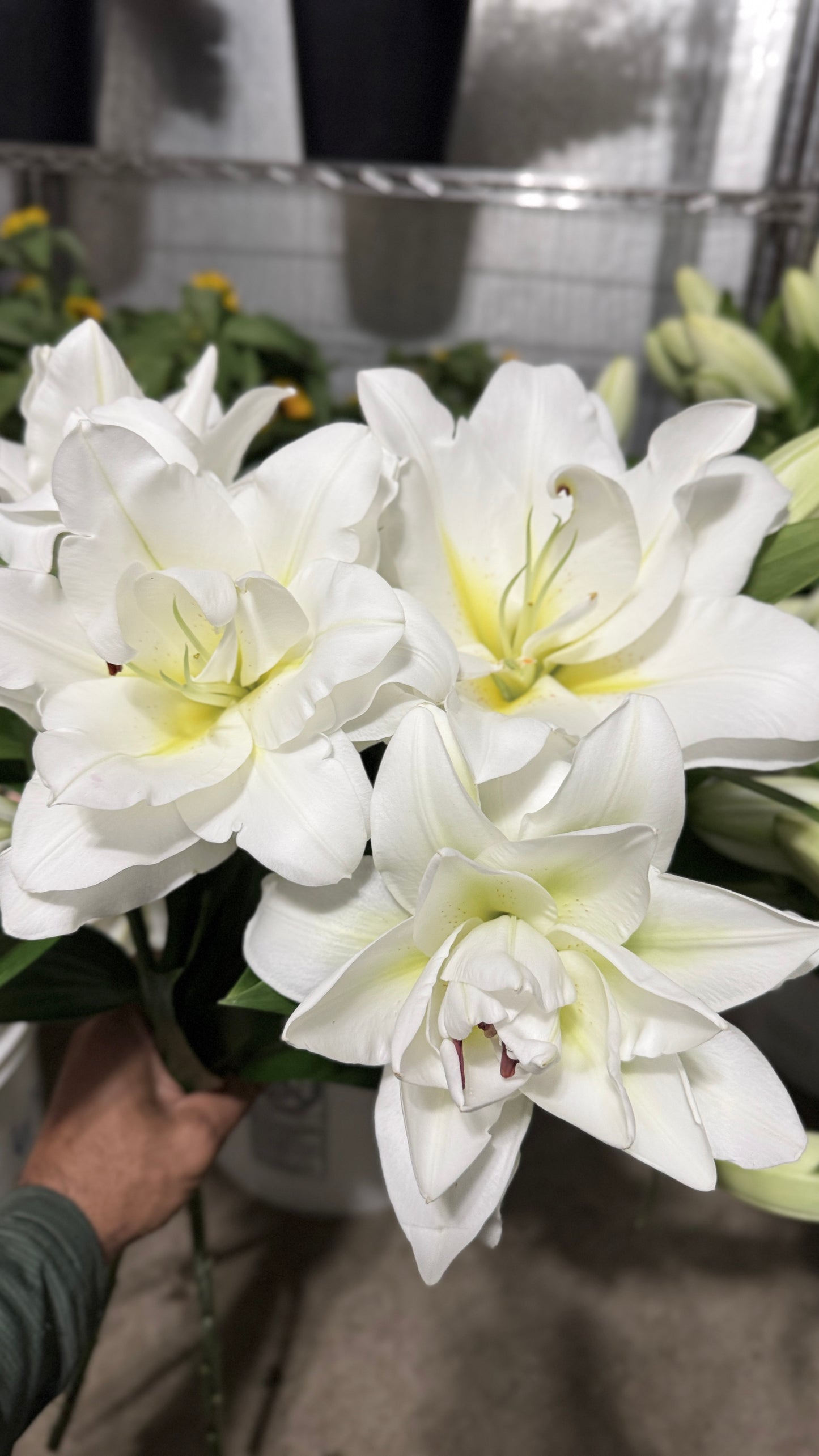 Double Oriental Lily- White (wk24)