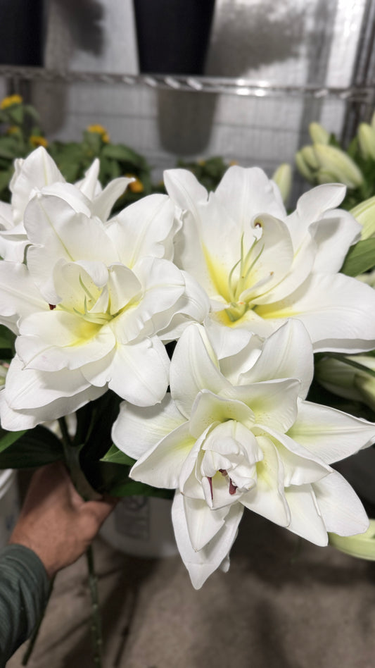 Double Oriental Lily- White (wk24)