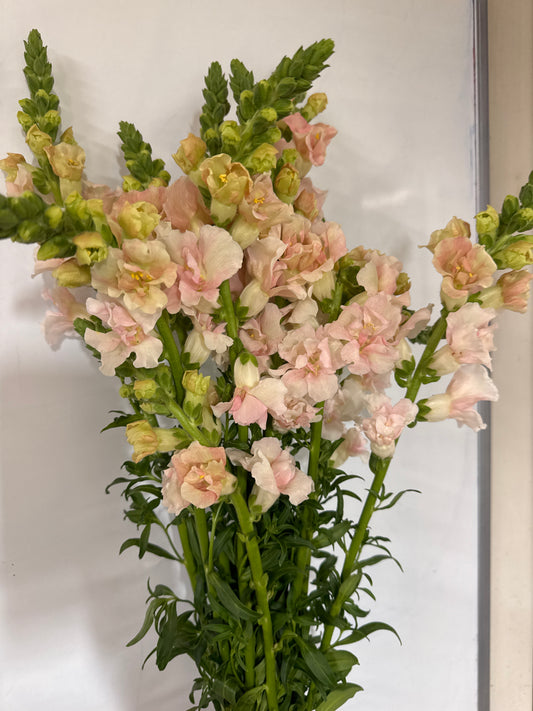 Snapdragon- Cottage Blush (wk17)