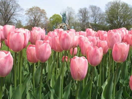 French Tulip- Mystic Van Eijk