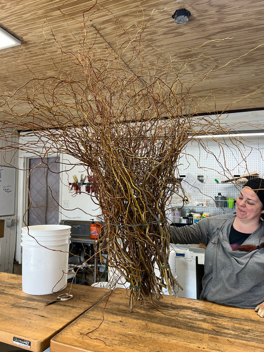 Curly Willow