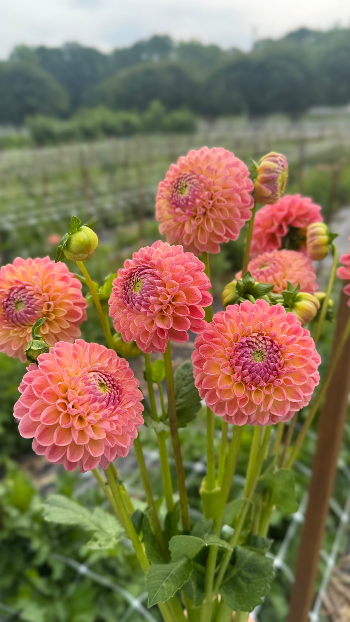 Dahlia- LATE (wk30)