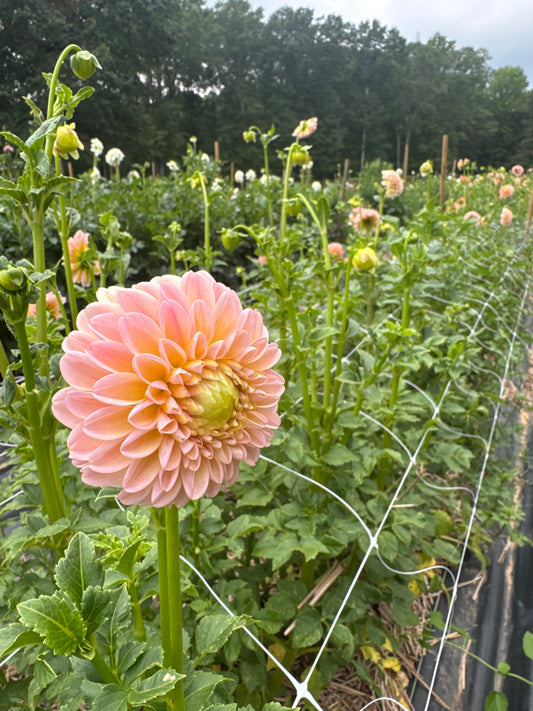 Dahlia- LATE (wk38)