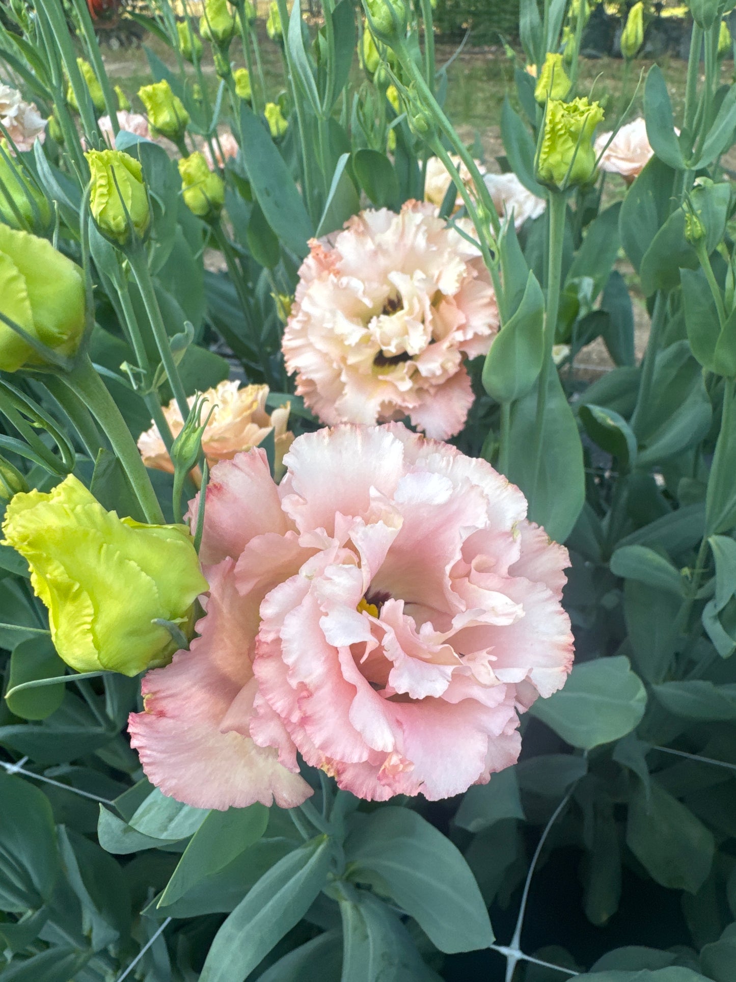 Lisianthus- Voyage Apricot (wk26)
