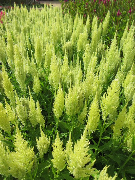 Celosia- Sunday Lime