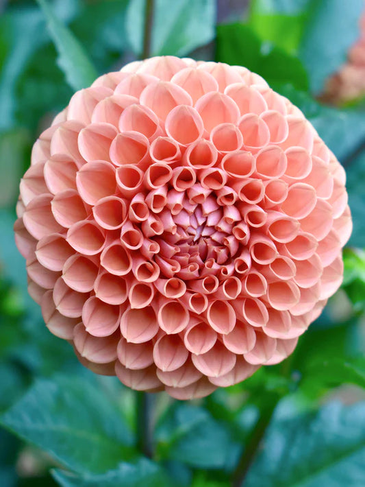 Dahlia- Cornel Bronze (wk40)