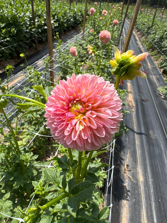 Dahlia- LATE (wk39)