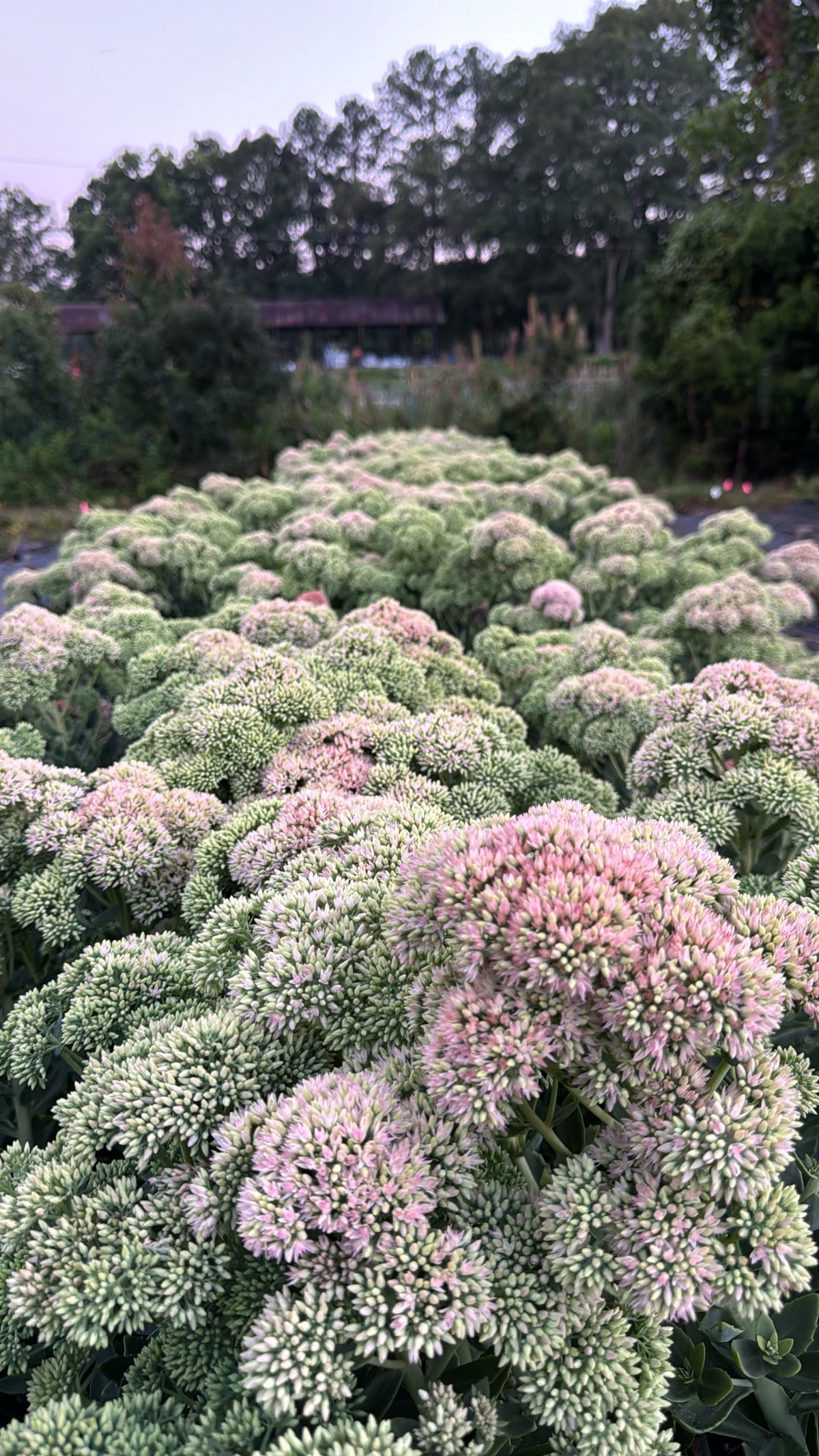 Sedum- Pink/Blush
