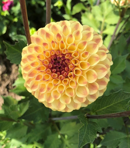 Dahlia- Spice (wk39)
