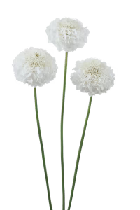 Scabiosa- Focal Scoop White (wk23)