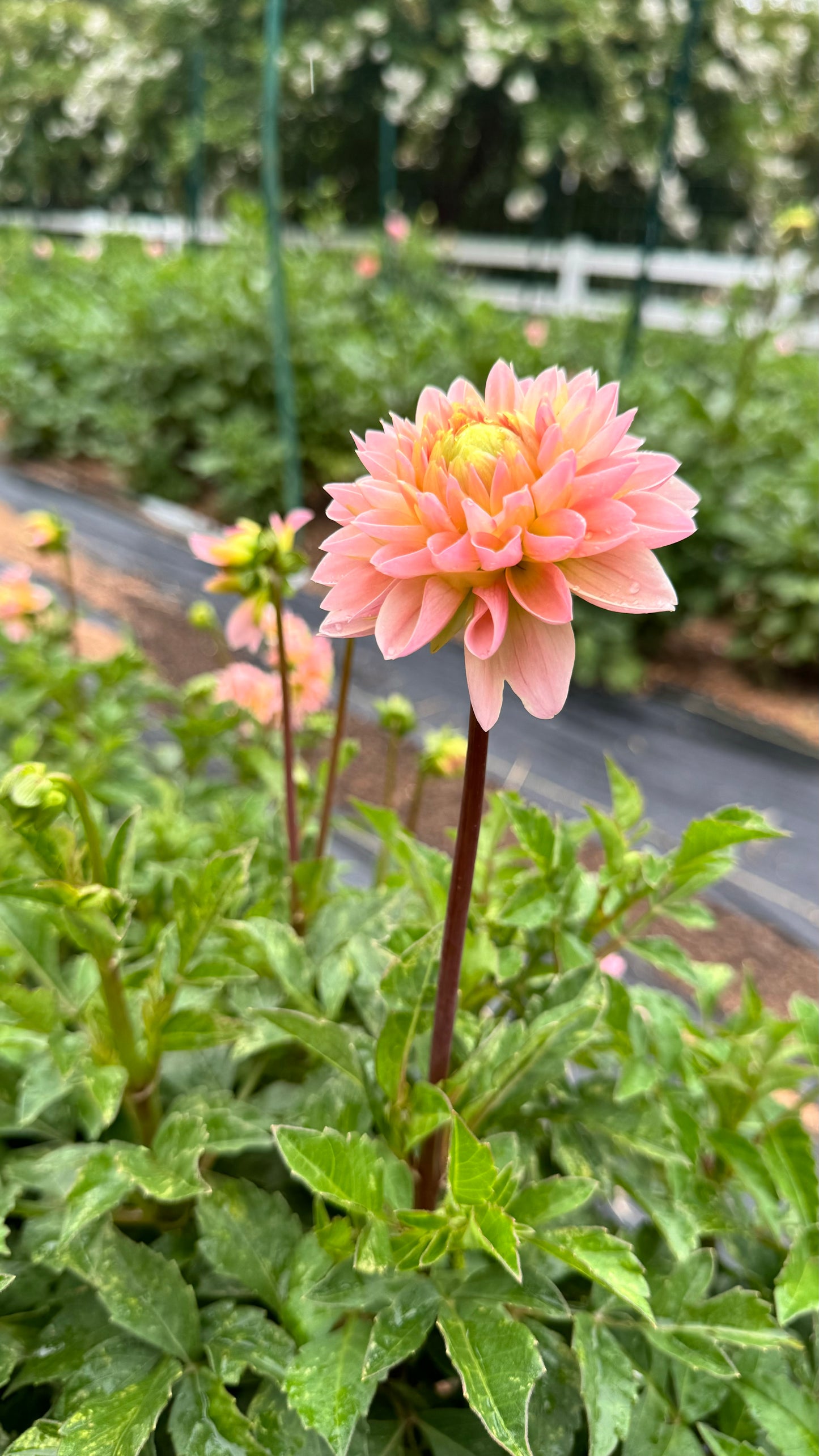 Dahlia- Peach Dominion (wk39)