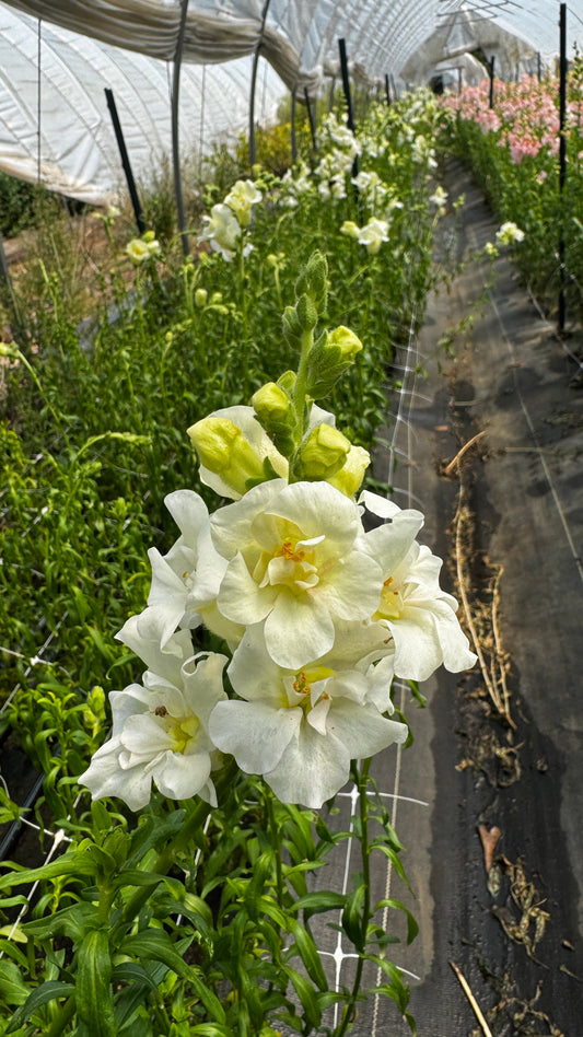 Snapdragon- Cottage White (Wk40) Thin Stems