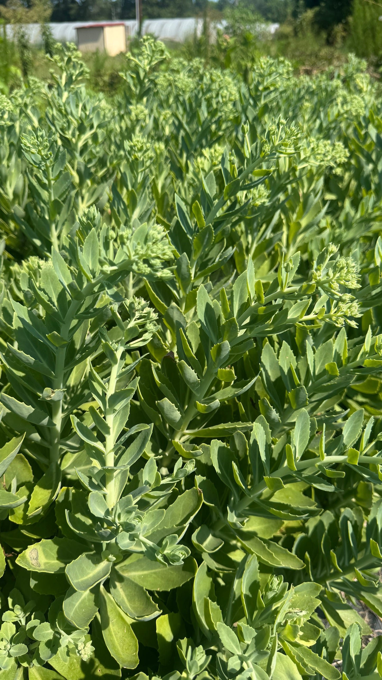 Sedum-Green Stage