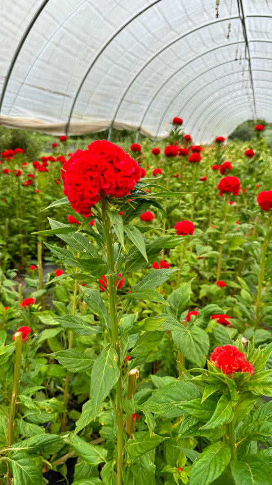 Celosia-Red