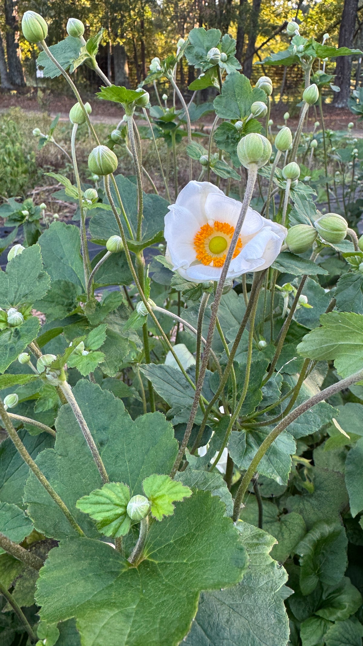 Japanese Anemone- White (wk39)