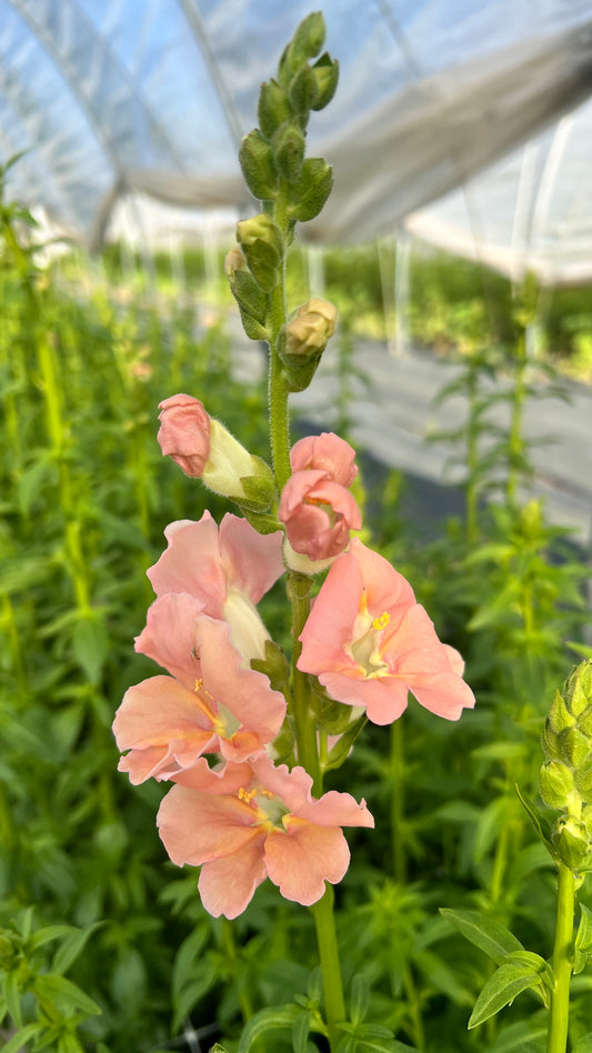 Snapdragon- Chantilly Salmon (wk17)