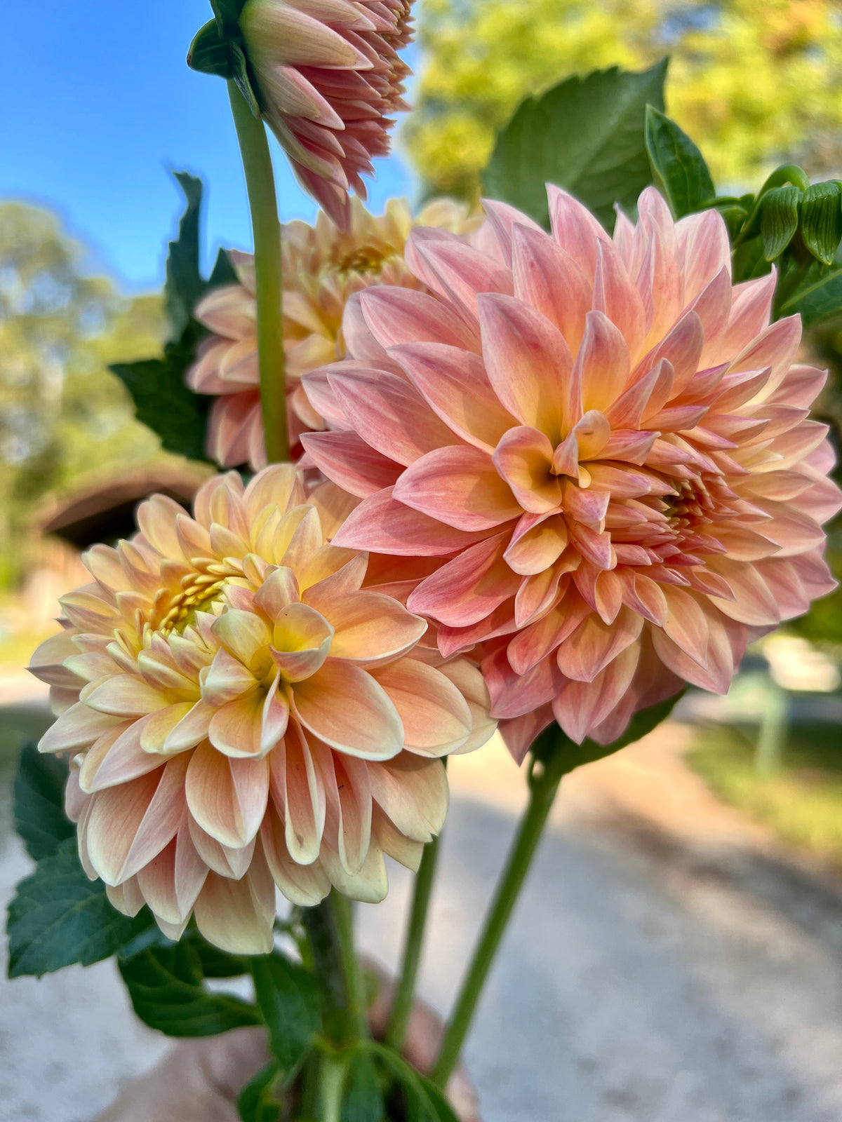 Dahlia- Hamilton (wk40)