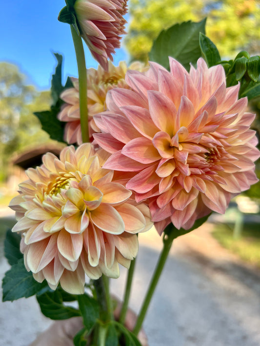 Dahlia- Hamilton (wk40)