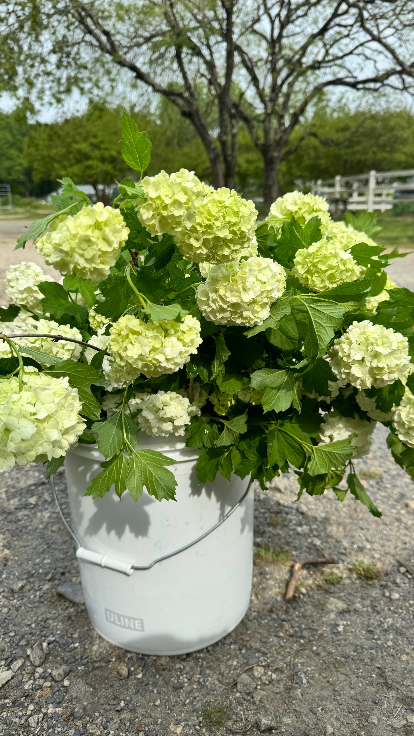 Viburnum- Roseum (No Shipping)