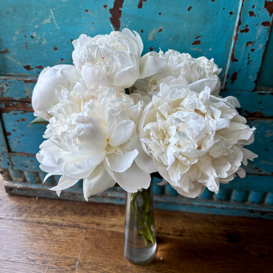Peony- Henry Sass 5 Stems