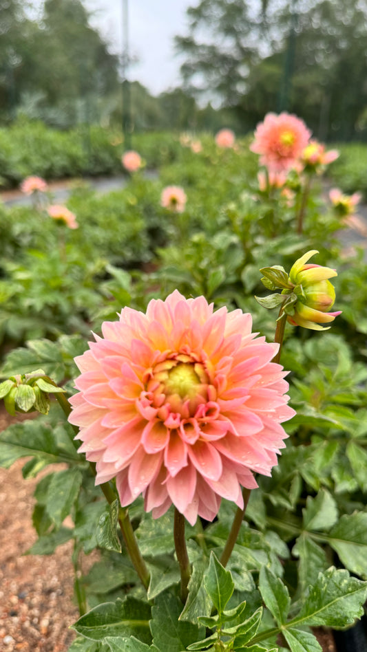 Dahlia- Peach Dominion (wk39)