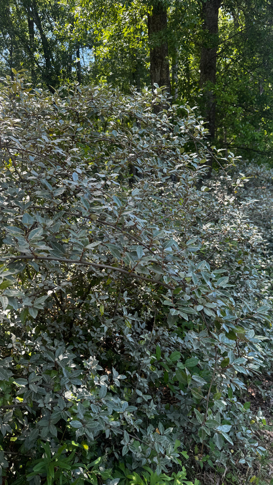 Eleagnus Tall
