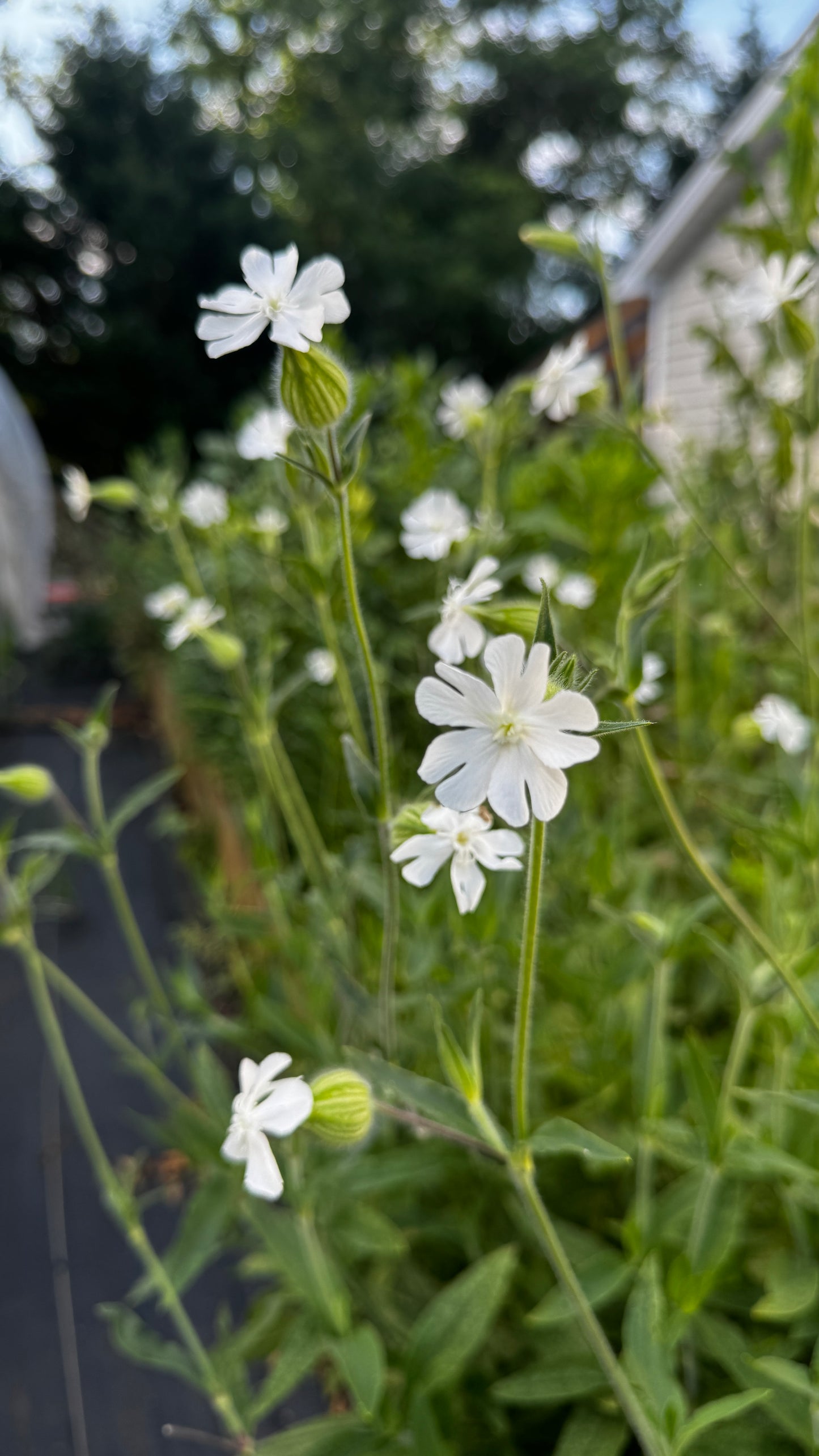Silene