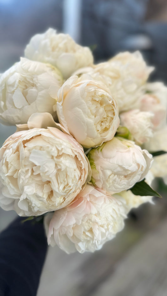 Peony- Bowl of Cream 5 stems