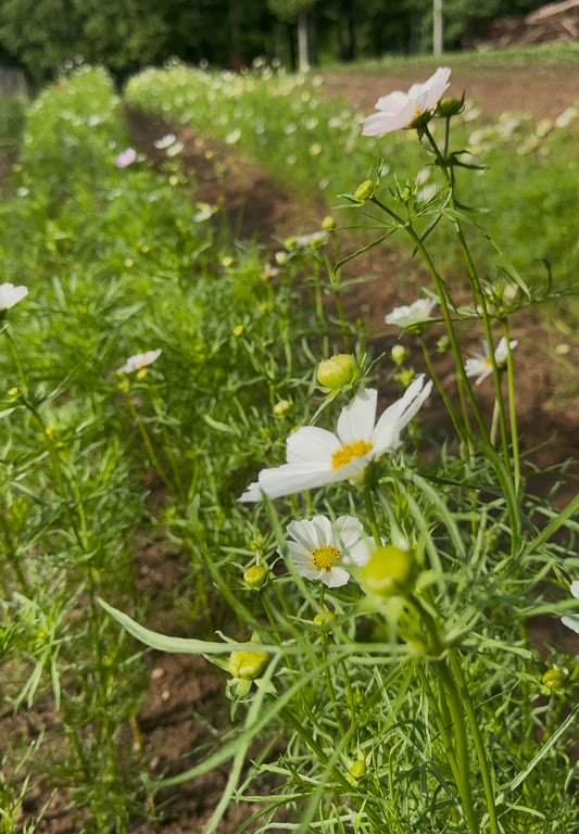 Cosmos- White (wk21)