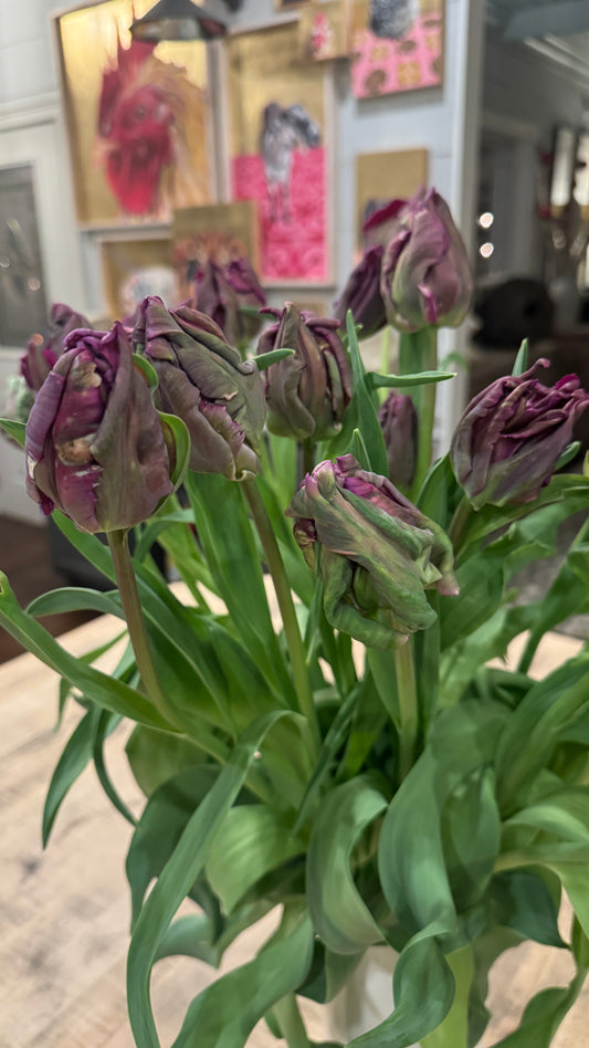 Tulip- Parrot Negrita