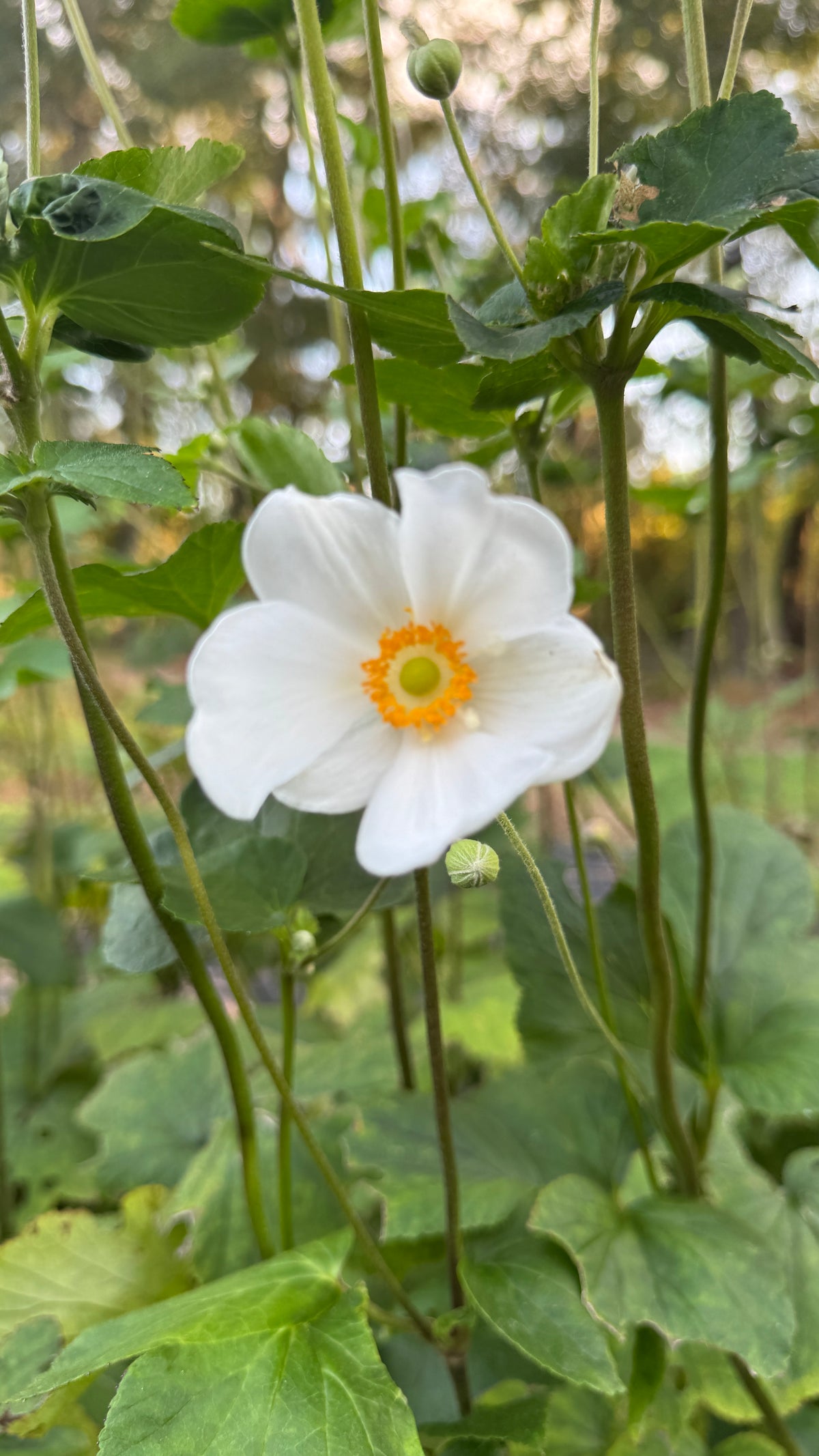 Japanese Anemone- White (wk39)