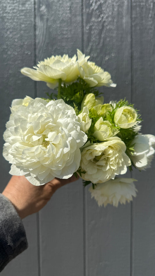 Double Anemone- White (wk10)