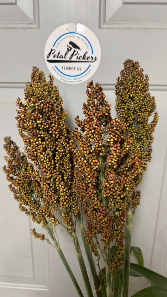 Broom Corn- Burgundy (wk38)