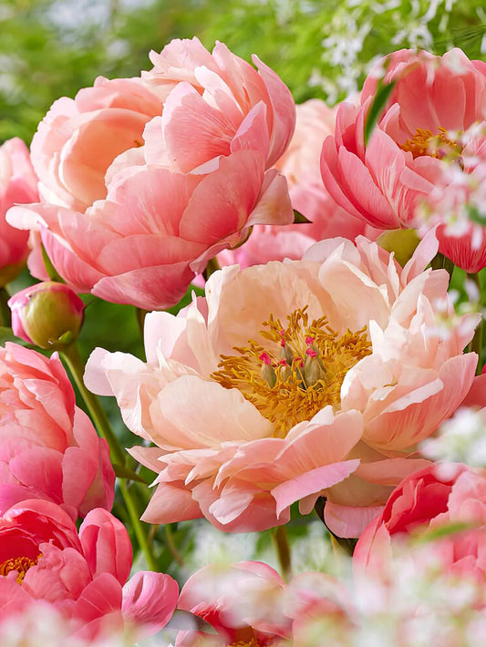 Peony-Coral Charm 5 stems (smaller buds)