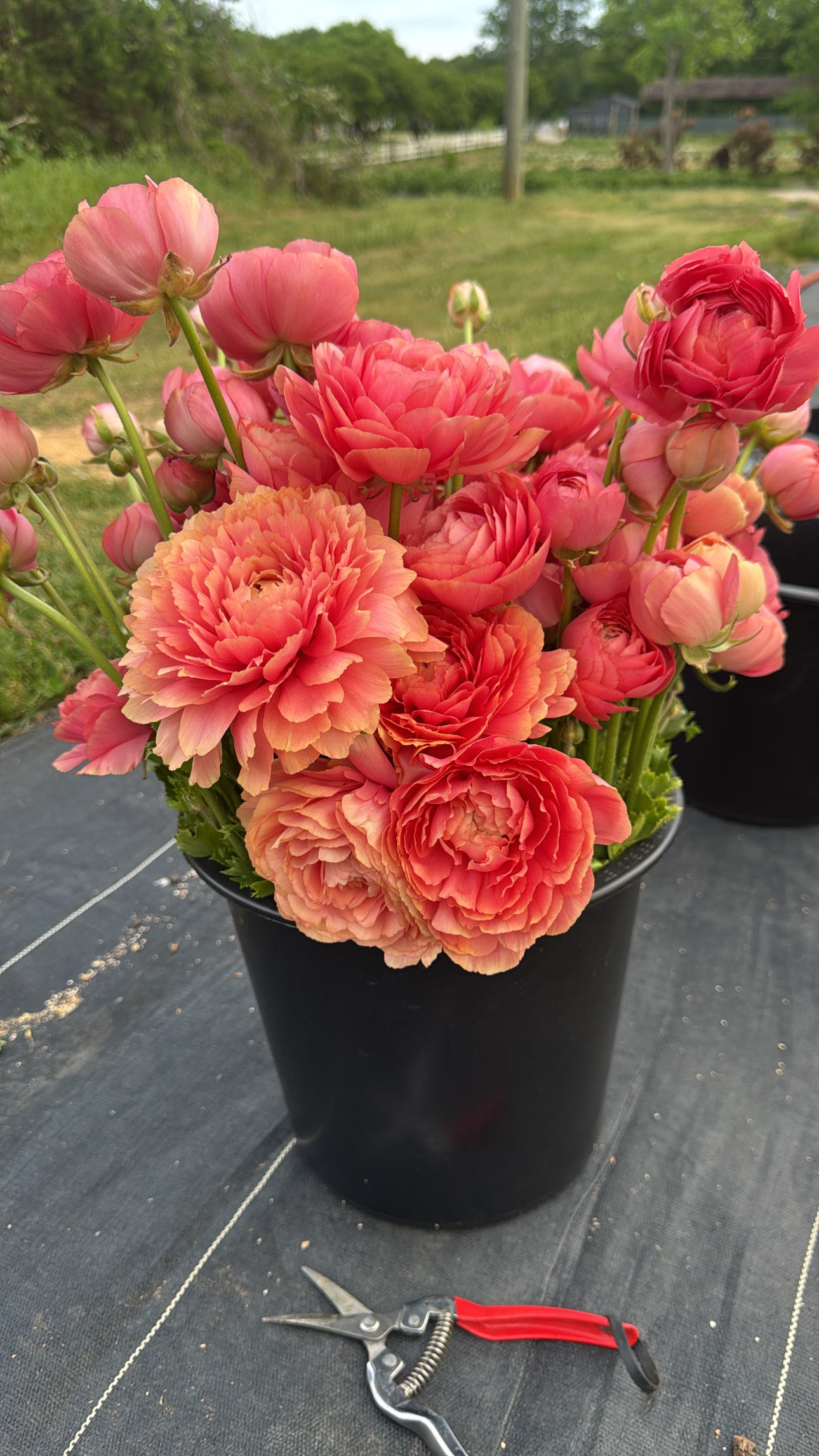 Italian Ranunculus Grand Pastel (wk17)