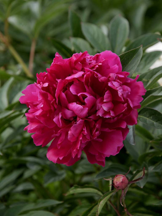 Peony- General MacMahon (5 stems)
