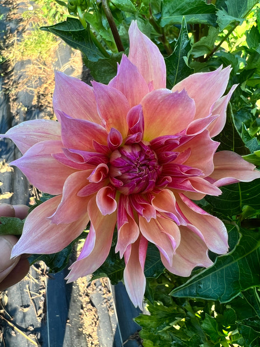 Dahlia- Labyrinth (wk38)