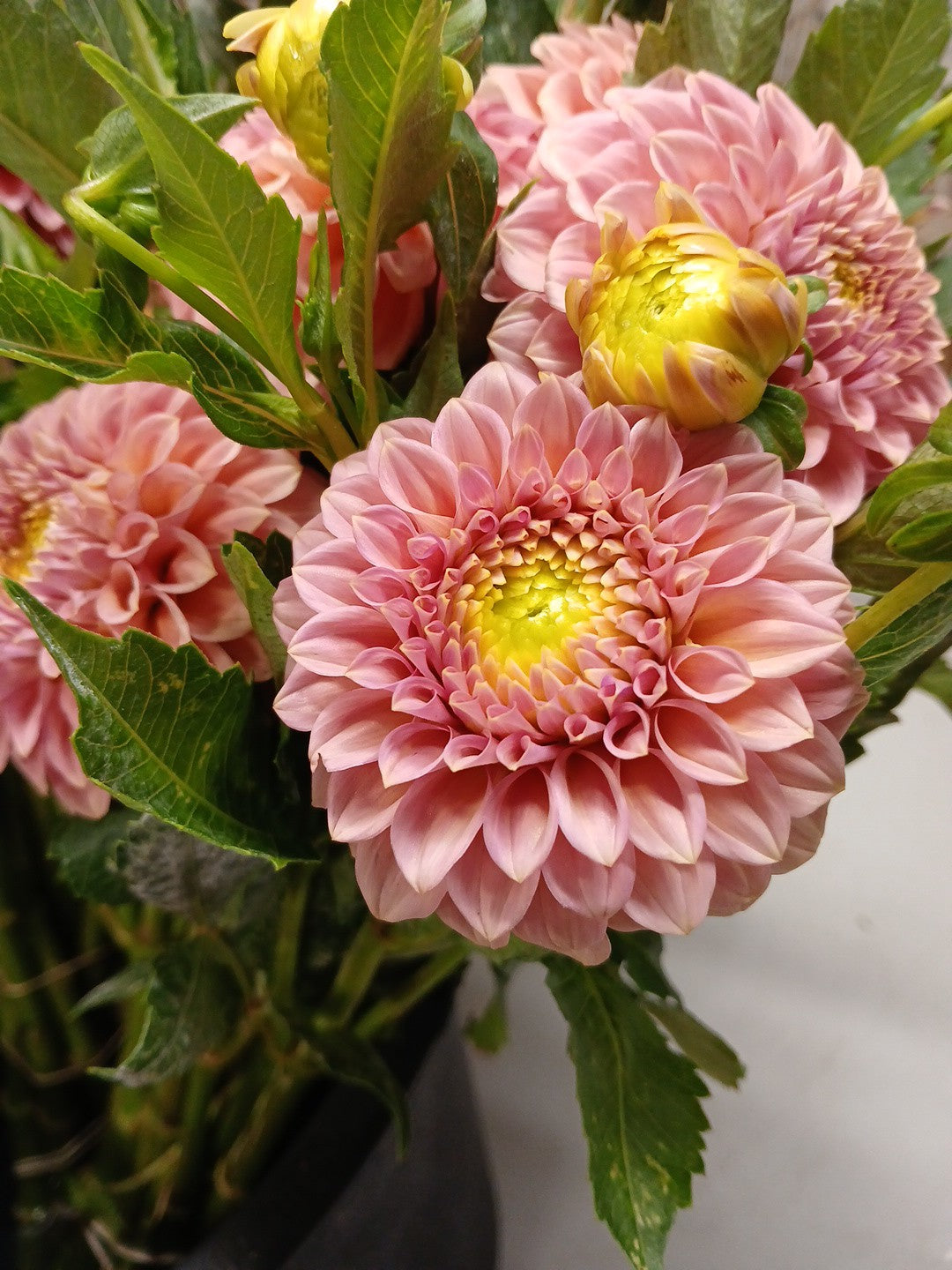 Dahlia- Rock Run Ashley (wk34)
