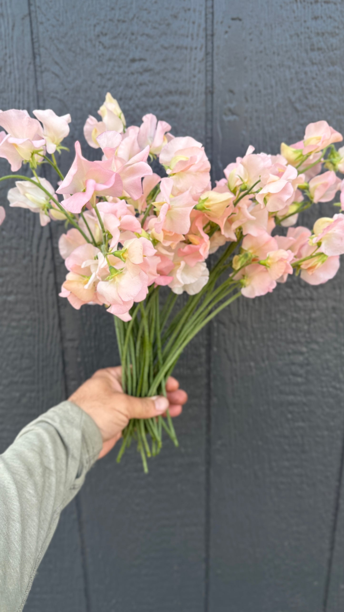 Sweet Pea- Pink/Apricot (wk15)