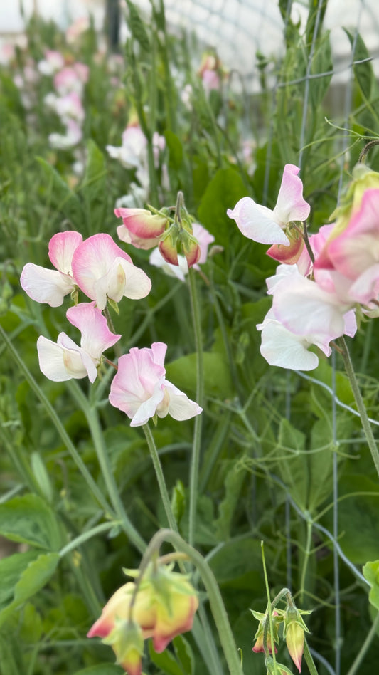 Sweet Pea- Pink/White (wk17)