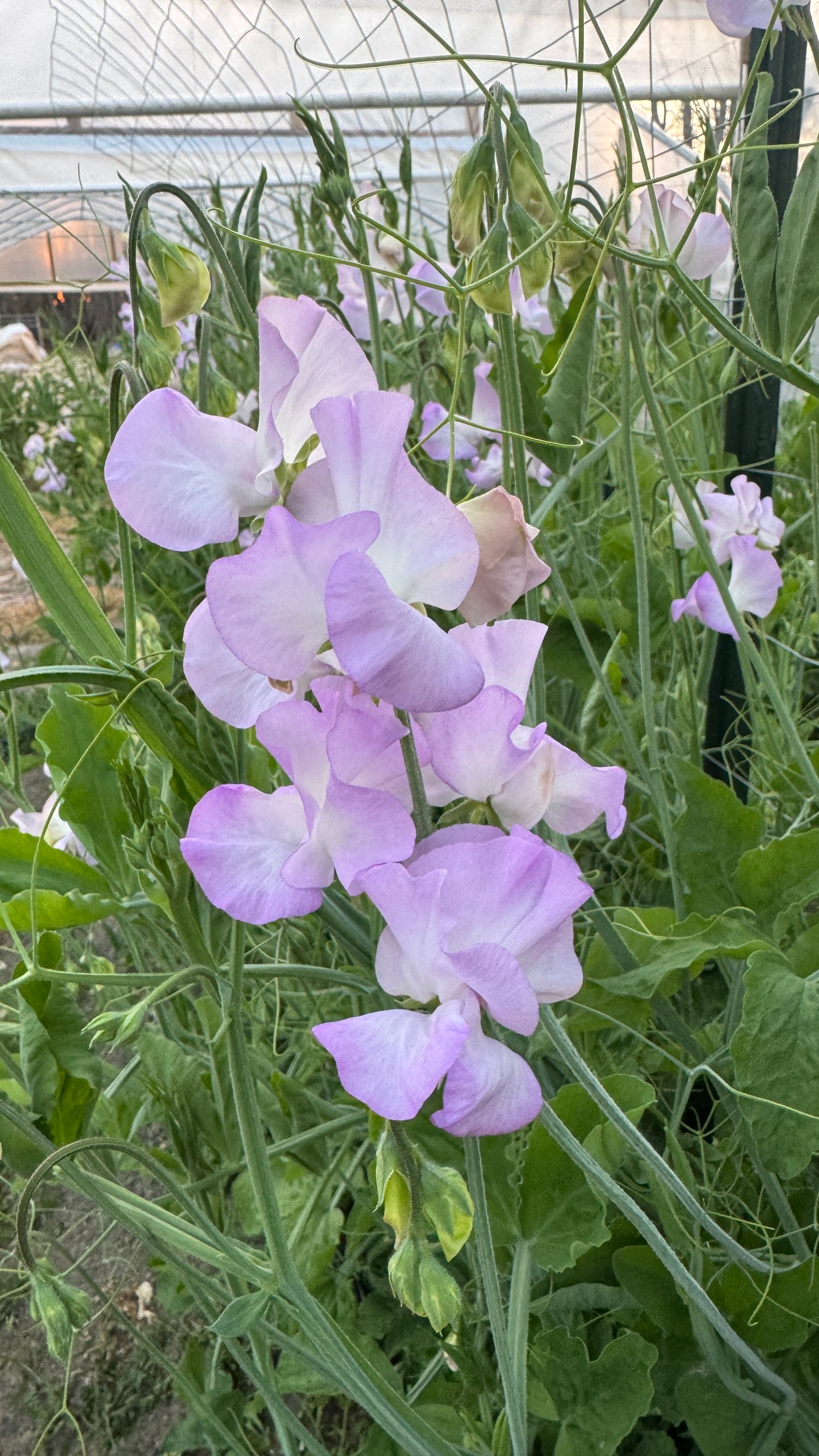 Sweet Pea- Lavender (wk15)