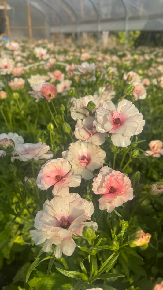 Butterfly Ranunculus-Pink (12” stems)
